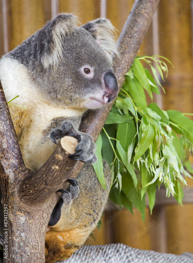 Obraz premium koala bear in the zoo