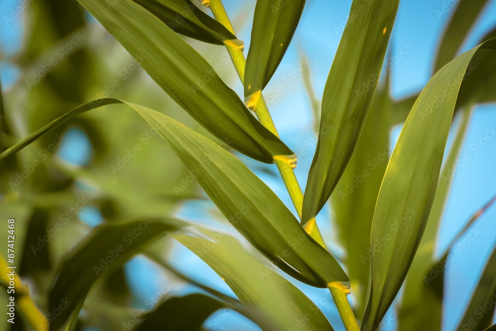 Fresh green plants outdoors Fresh green plants outdoors