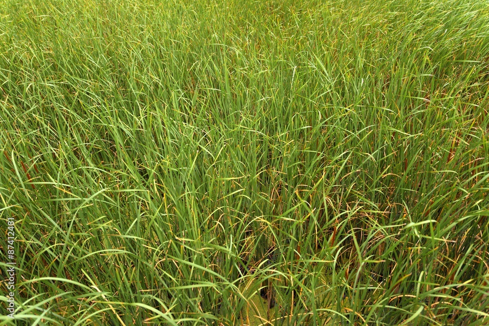 Fresh green plants outdoors Fresh green plants outdoors
