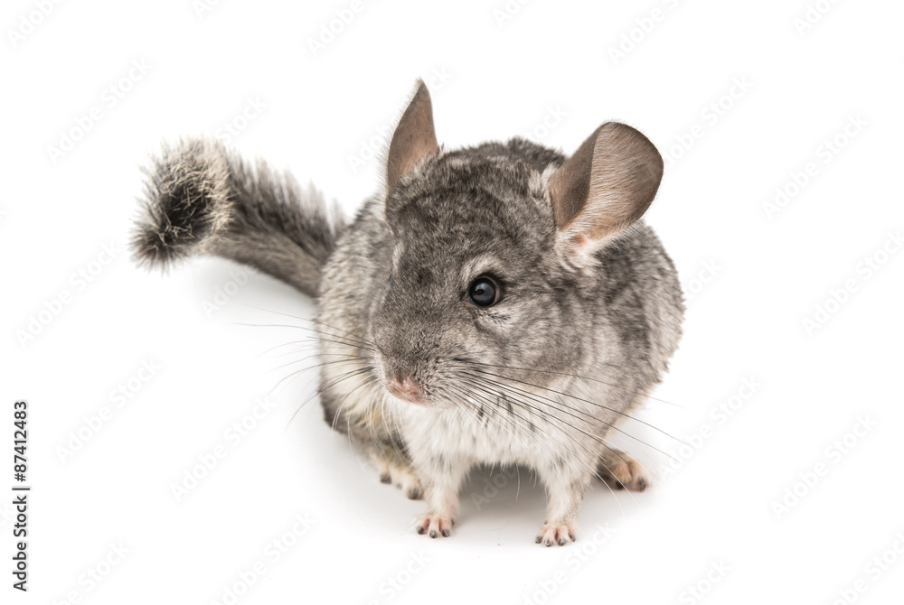 Chinchilla