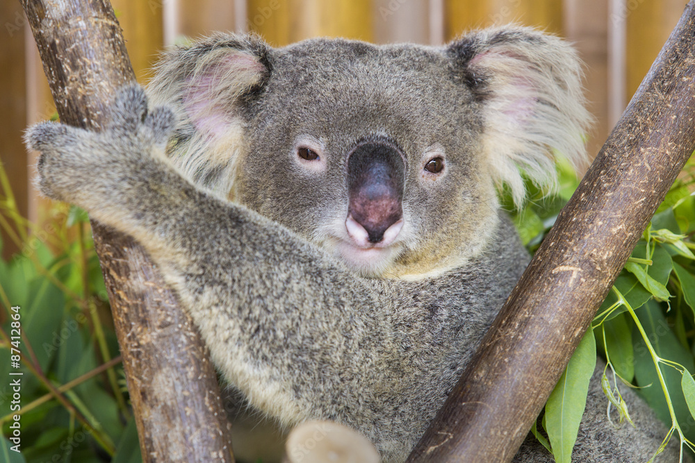 Obraz premium koala bear in the zoo