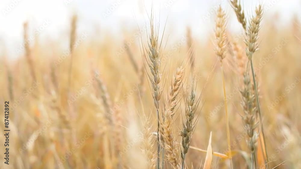 Beautiful Brunette Sitting in a Wheat Field Beautiful Brunette Sitting in a Wheat Field