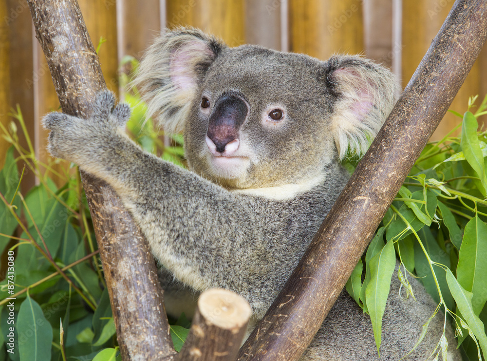 Obraz premium koala bear in the zoo