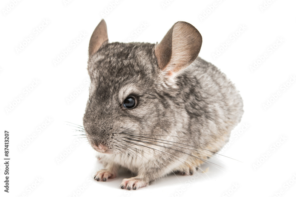 Obraz premium Chinchilla