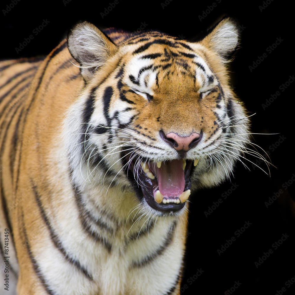 Fototapeta premium Tiger Sumatran