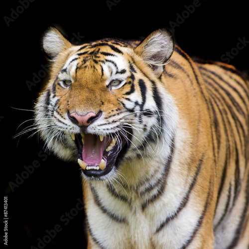 Sumatran Tiger © titipong8176734