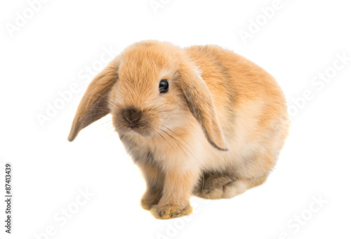 pet rabbit
