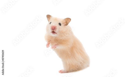 hamster