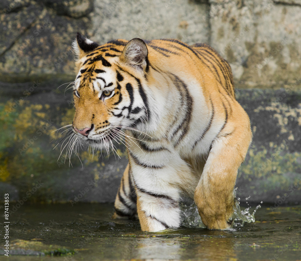 Naklejka premium Tiger Sumatran