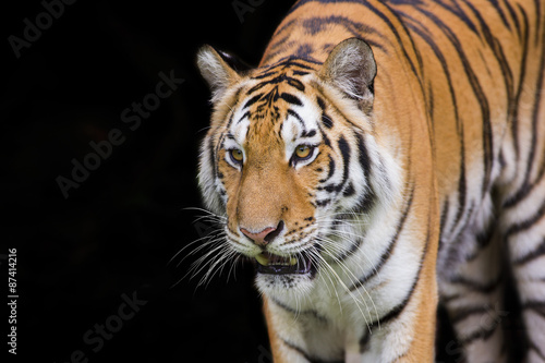 Tiger Sumatran © titipong8176734