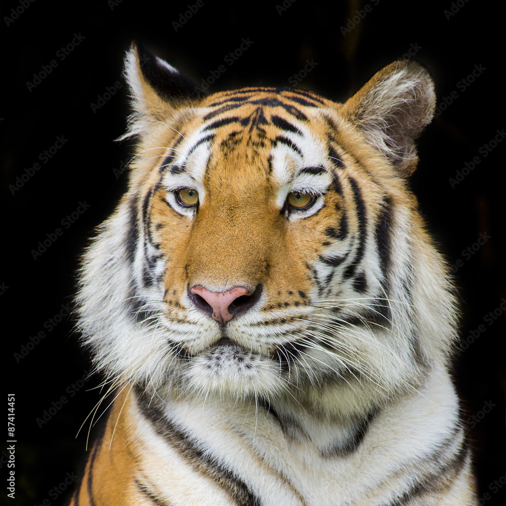Tiger Sumatran Tiger Sumatran