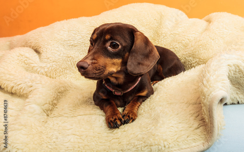 mixed dog relaxing on bed at home