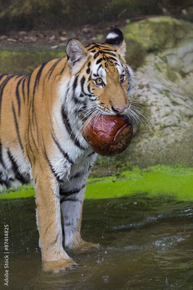 Obraz premium Tiger Sumatran