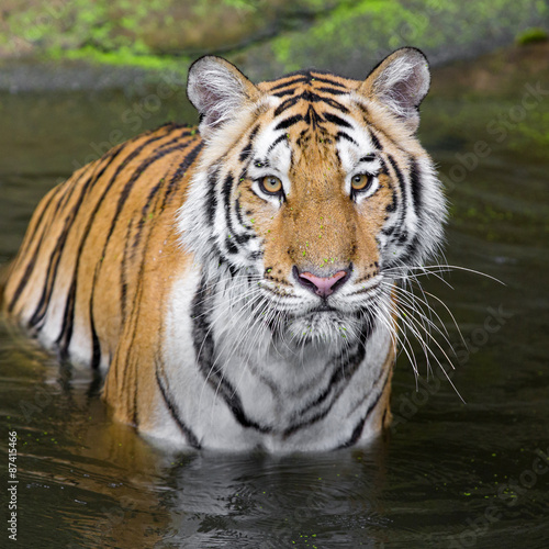 Tiger Sumatran