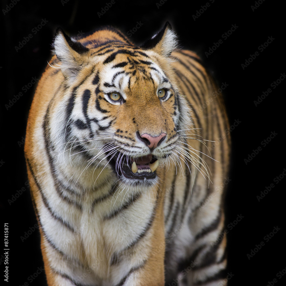 Tiger Sumatran Tiger Sumatran