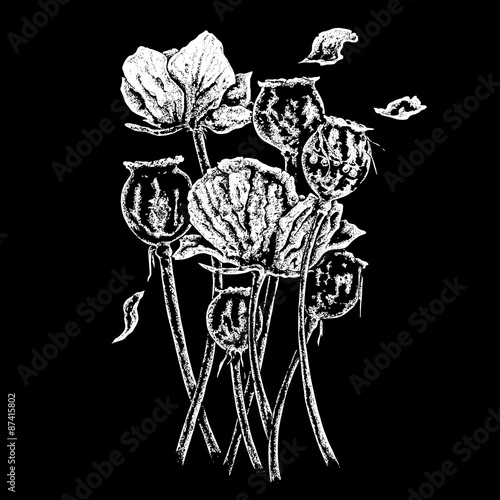 Canvas Print common british opium poppies