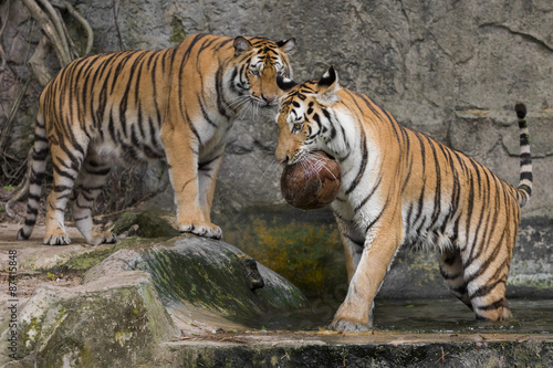 Tiger Sumatran