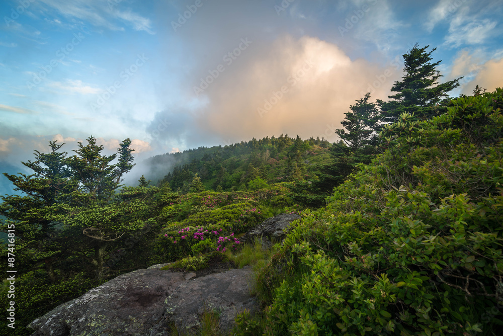 Fototapeta premium A beautiful and colorful spring morning on Grassy Ridge in the Roan Highlands on the border of Tennessee and North Carolina along the Appalachian Trail.