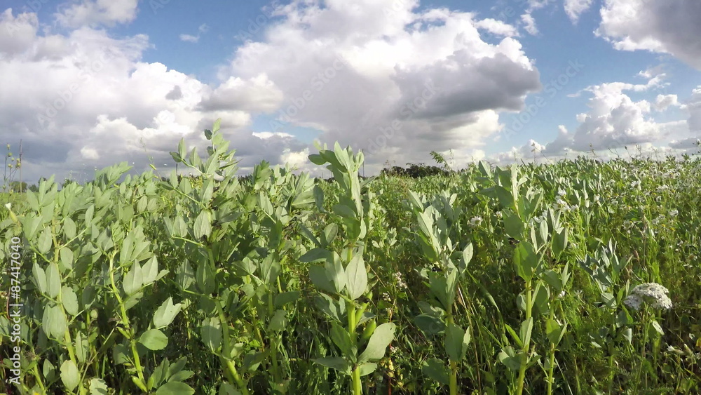 wind in bean plants farm field. Timelapse 4k
wind in bean plants farm field. Timelapse 4k