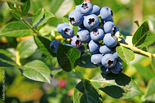 Reife und saftige Heidelbeeren