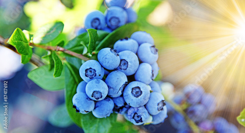Reife und saftige Heidelbeeren
