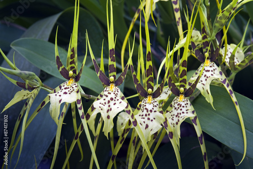 Photography Hibrid orchid Brassia eternal Wind Summer Dream
