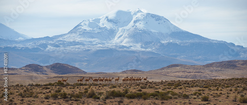 Large group of vicuna (Vicugna vicugna) on an open plain in Lauca National Park on the Altiplano in north east Chile. In the background is the snow capped active Guallatiri volcano (6063 m). photo