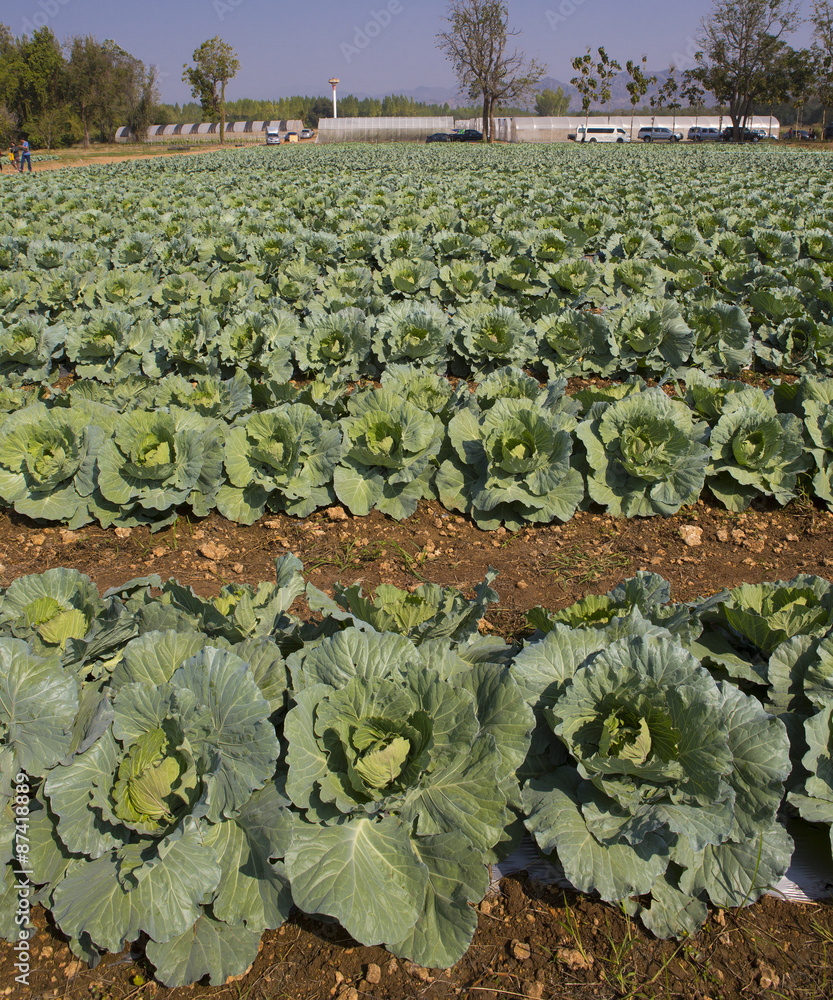 Fototapeta premium Cabbage