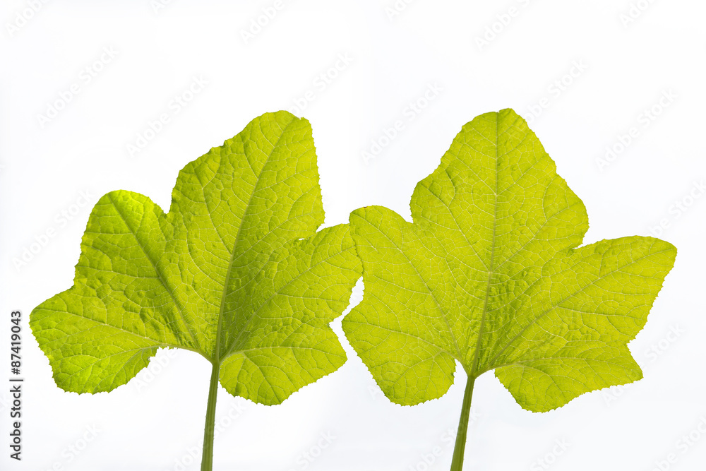 Fototapeta premium Large leaf pumpkin isolated on white background