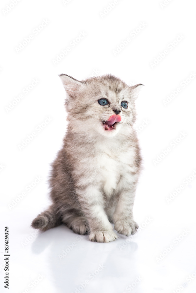 Cute tabby kitten licking lips on white background