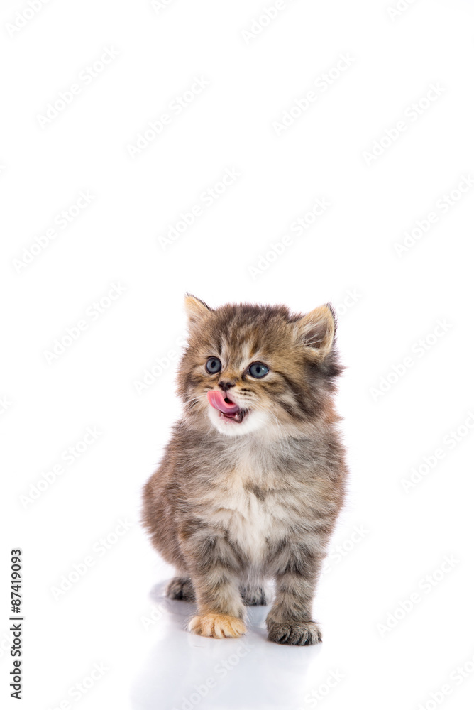 Cute tabby kitten licking lips and look up on white background
