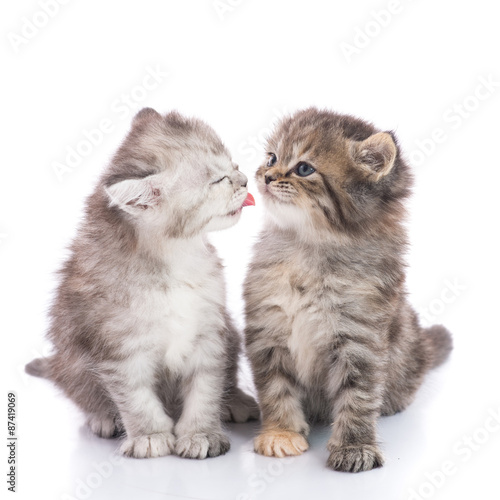 Two cute kitten kissing on white background