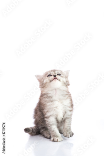 Cute tabby kitten looking up with copy space on top