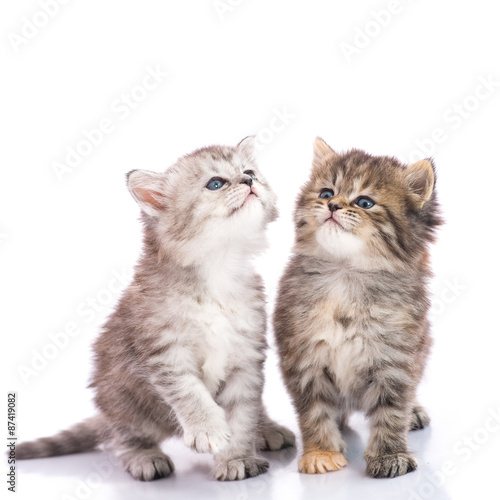 Cute tabby kittens looking up