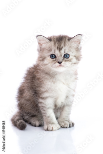 Cute tabby kitten sitting on white background