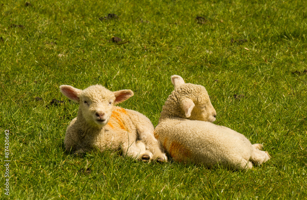 Twin Lambs