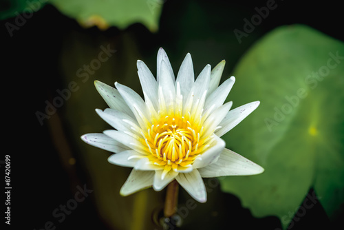 White lotus in water and green leaves