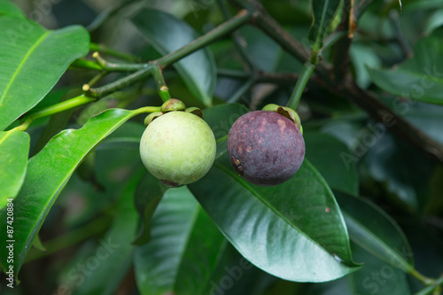 mangosteen on tree