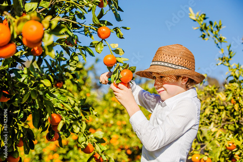 Portrait of attractive cute young boy picking mandarins at
