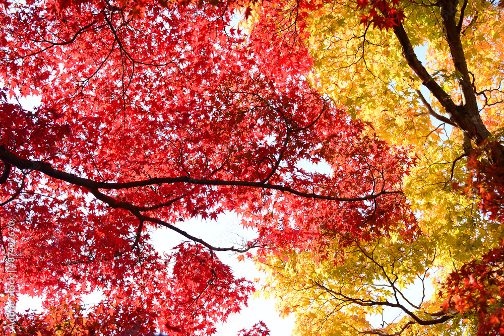 Japanese maple, Momiji tree red leaves in autumn season Japanese maple, Momiji tree red leaves in autumn season