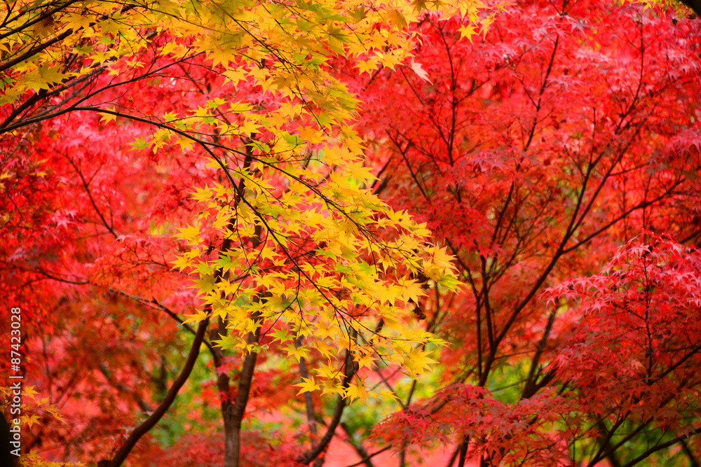 Japanese maple, Momiji tree red leaves in autumn season