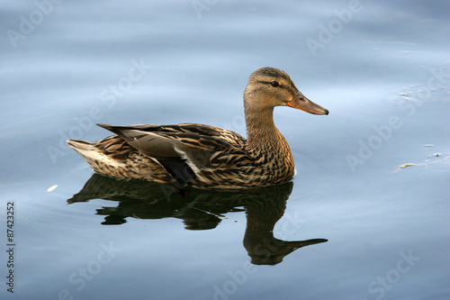 Wild Mallard duck  the female is swimming in the pond.