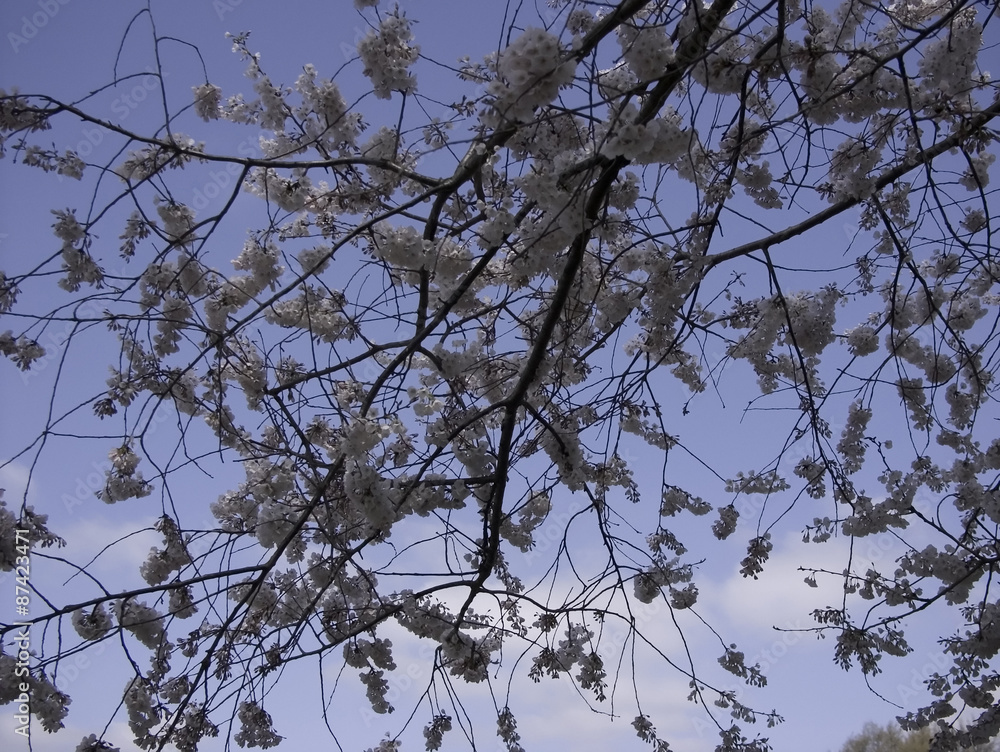 Obraz premium sakura blossoms / cherry blossoms