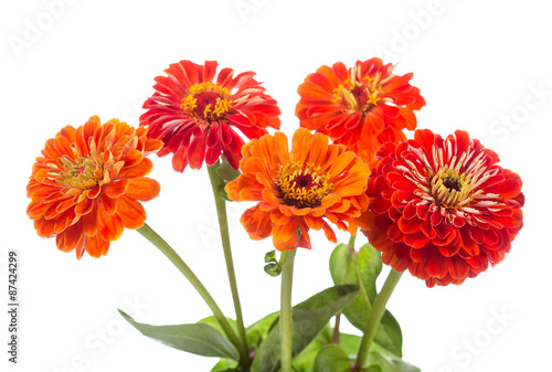 bouquet of red zinnia flowers photo