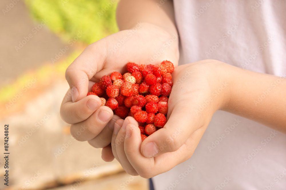wild strawberries wild strawberries