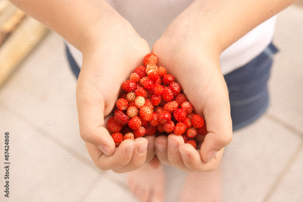wild strawberries wild strawberries