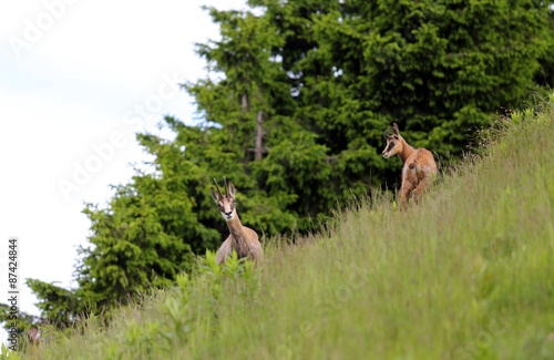 chamois with puppy runs amid the lawn in mountain