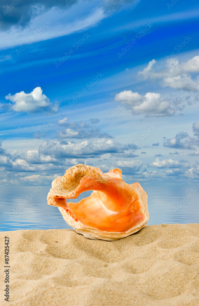  seashell on sky and water background
