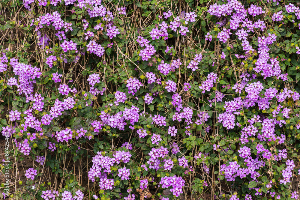Fototapeta premium flower on old laterite stone fence
