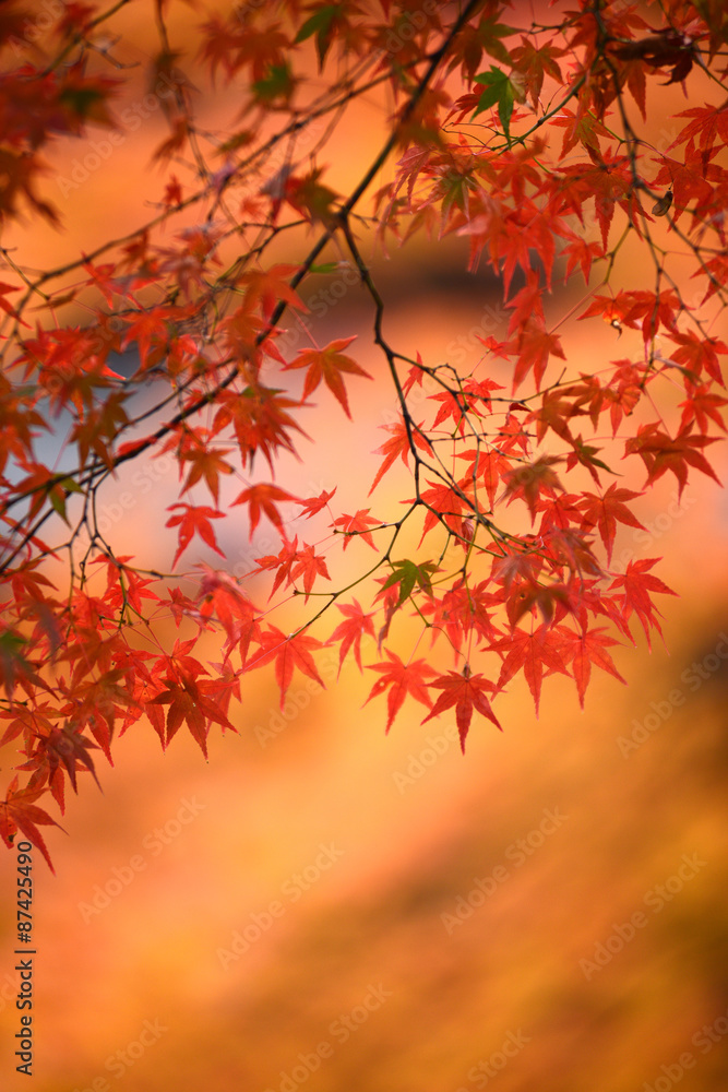 Japanese maple, Momiji tree red leaves in autumn season Japanese maple, Momiji tree red leaves in autumn season